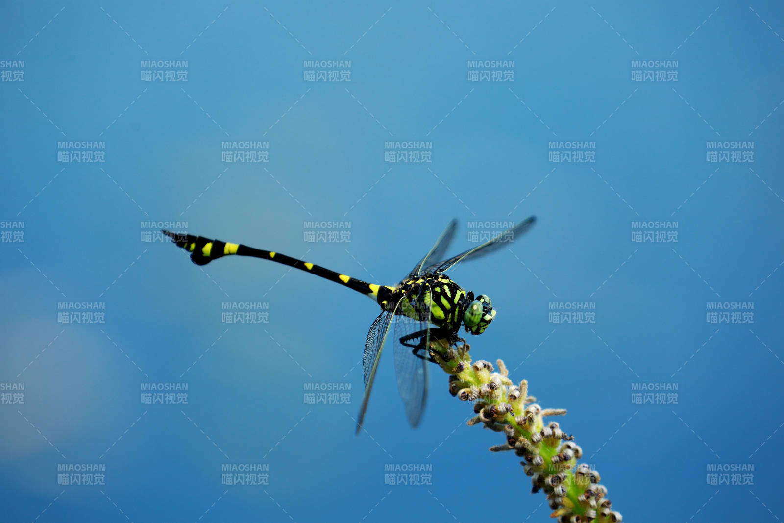 蜻蜓停歇在花枝上图片