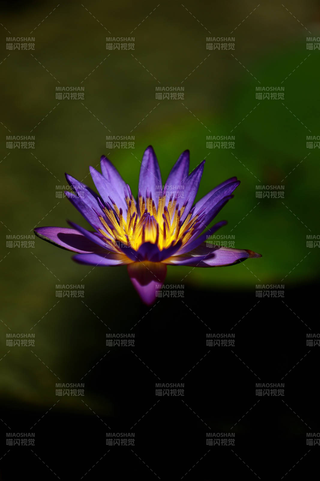 紫色莲花静谧绽放图片