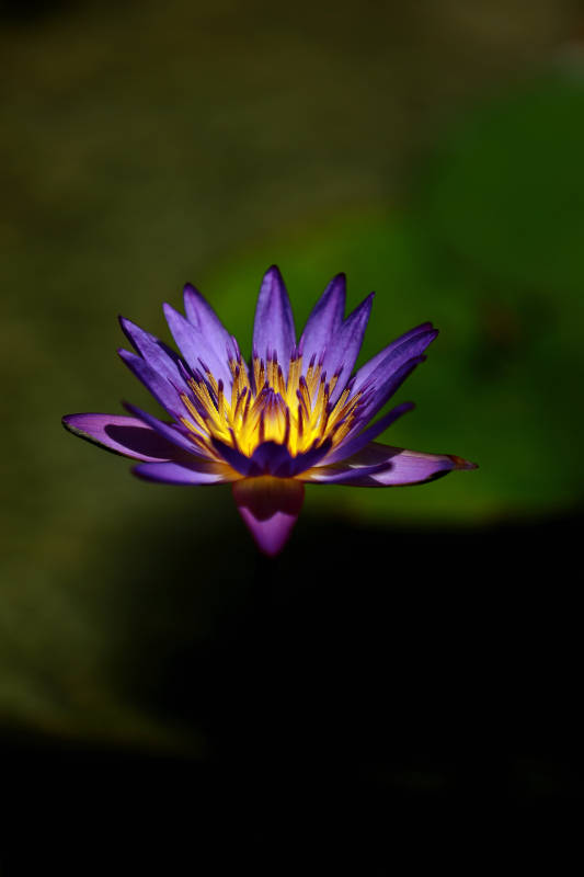 紫色莲花静谧绽放图片