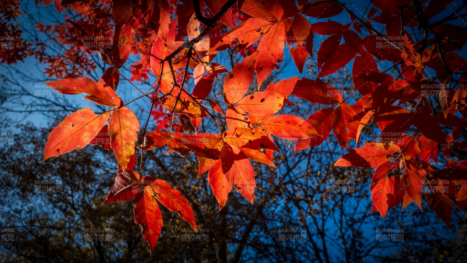 秋日红叶映蓝天图片