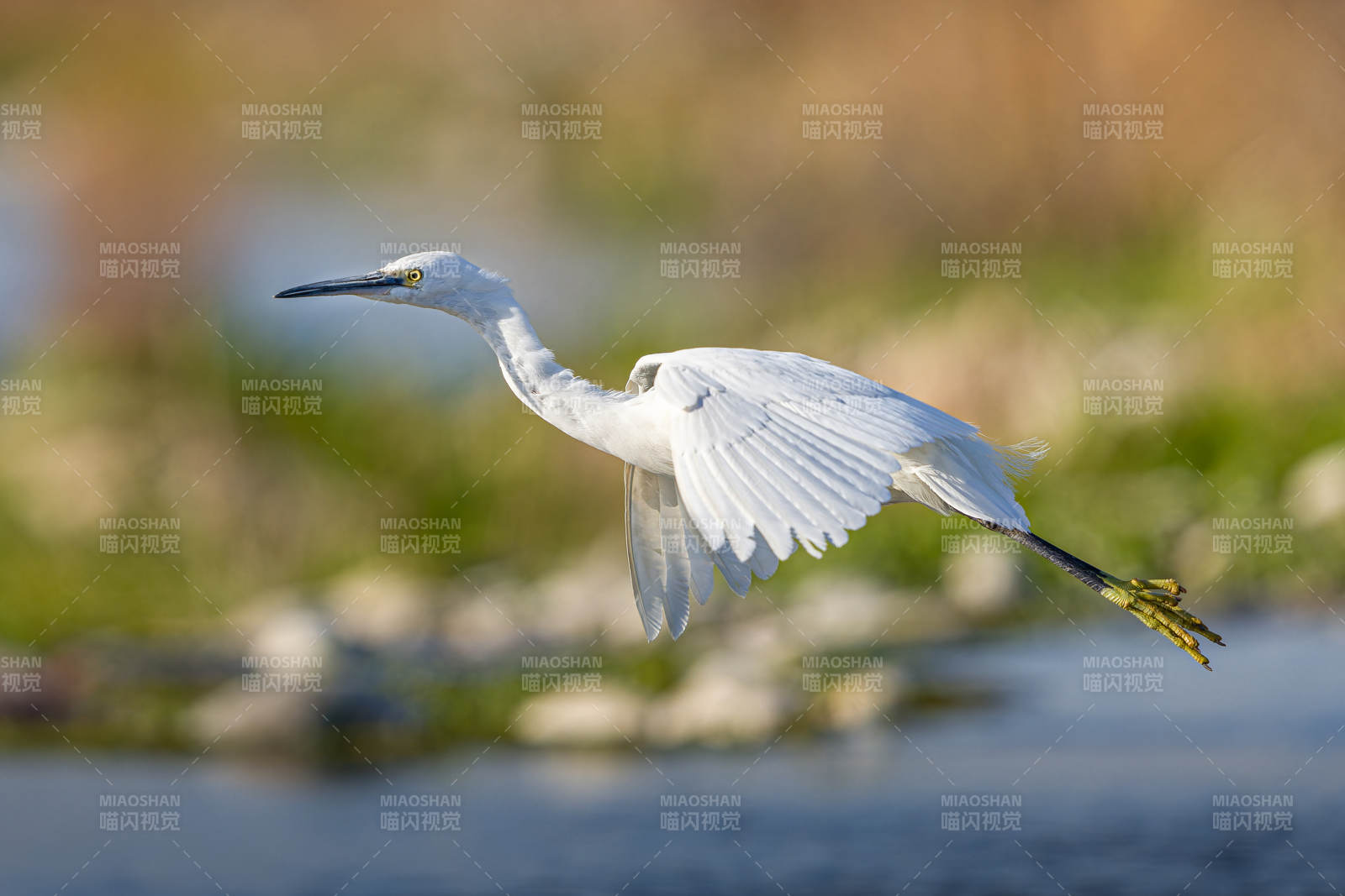 白鹭展翅飞翔图片