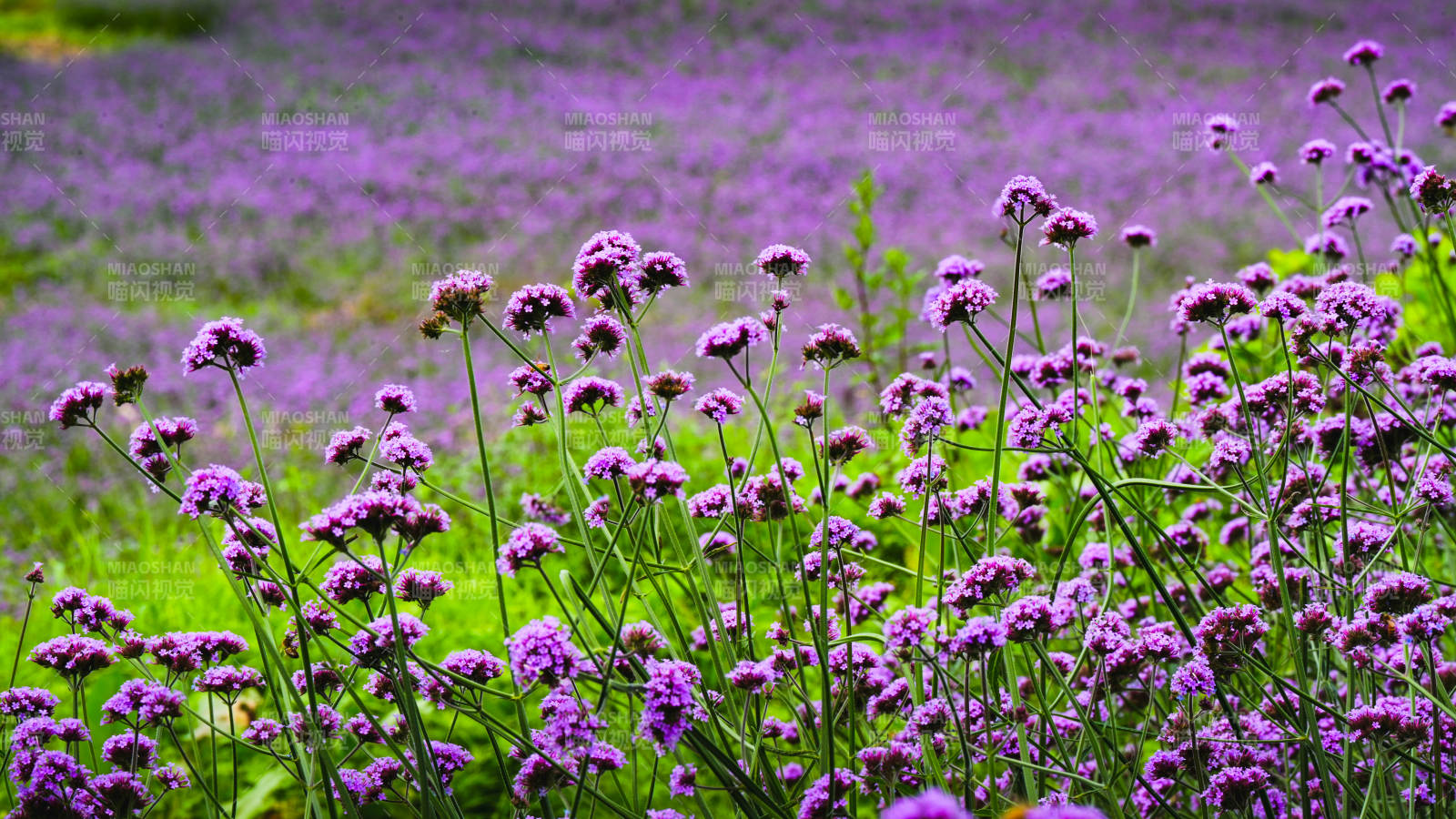 紫色花海 梦幻绽放图片