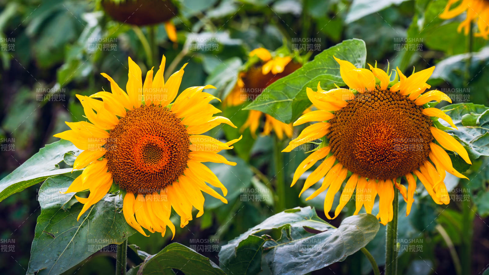 向日葵的明媚时光图片