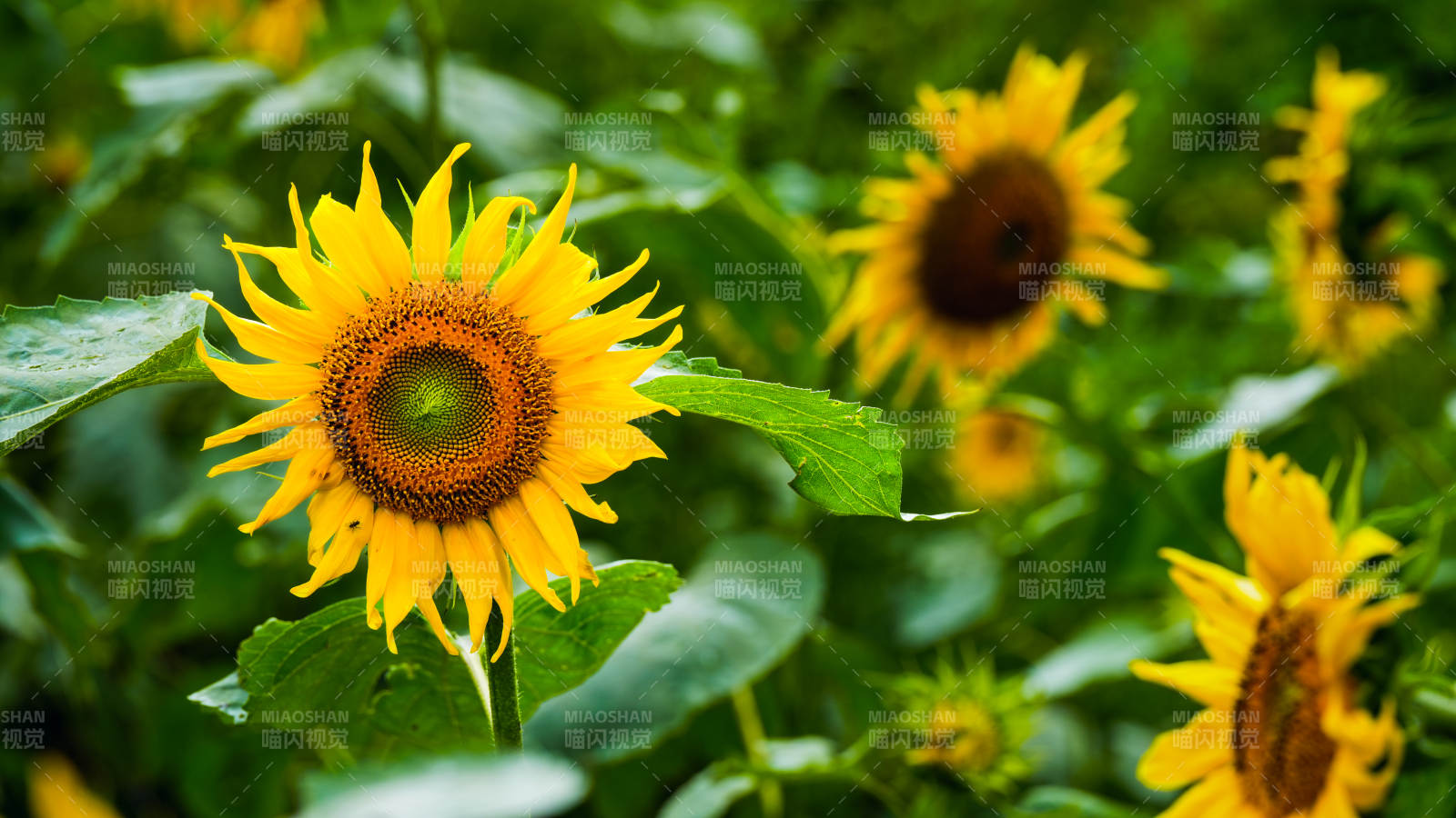 向日葵在阳光下绽放图片