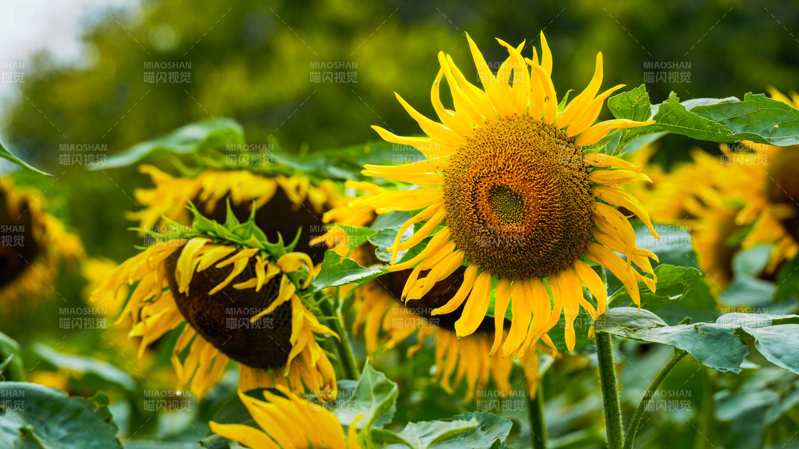 向日葵盛开的夏日景象图片