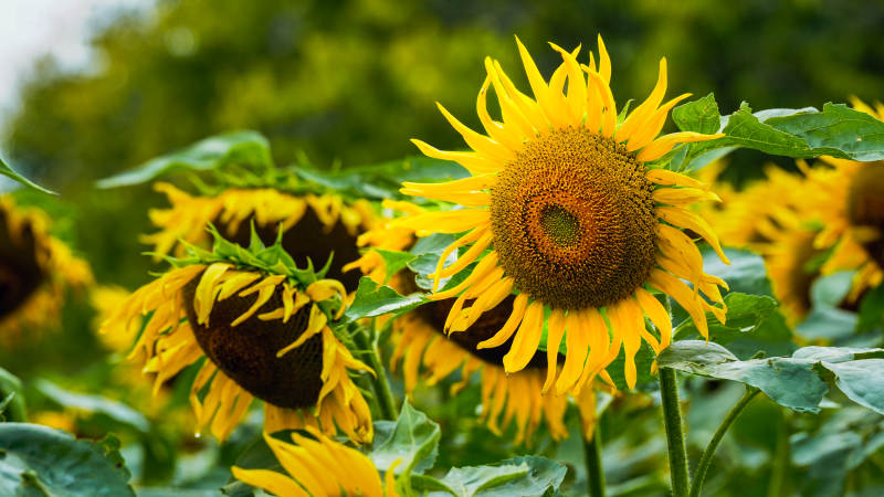 向日葵盛开的夏日景象图片