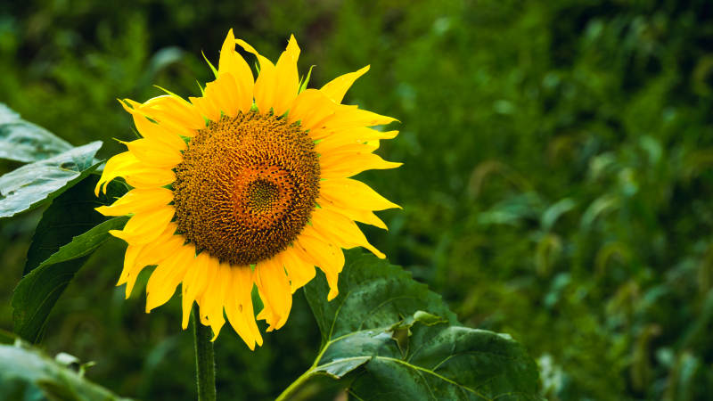 向日葵在绿叶中绽放图片