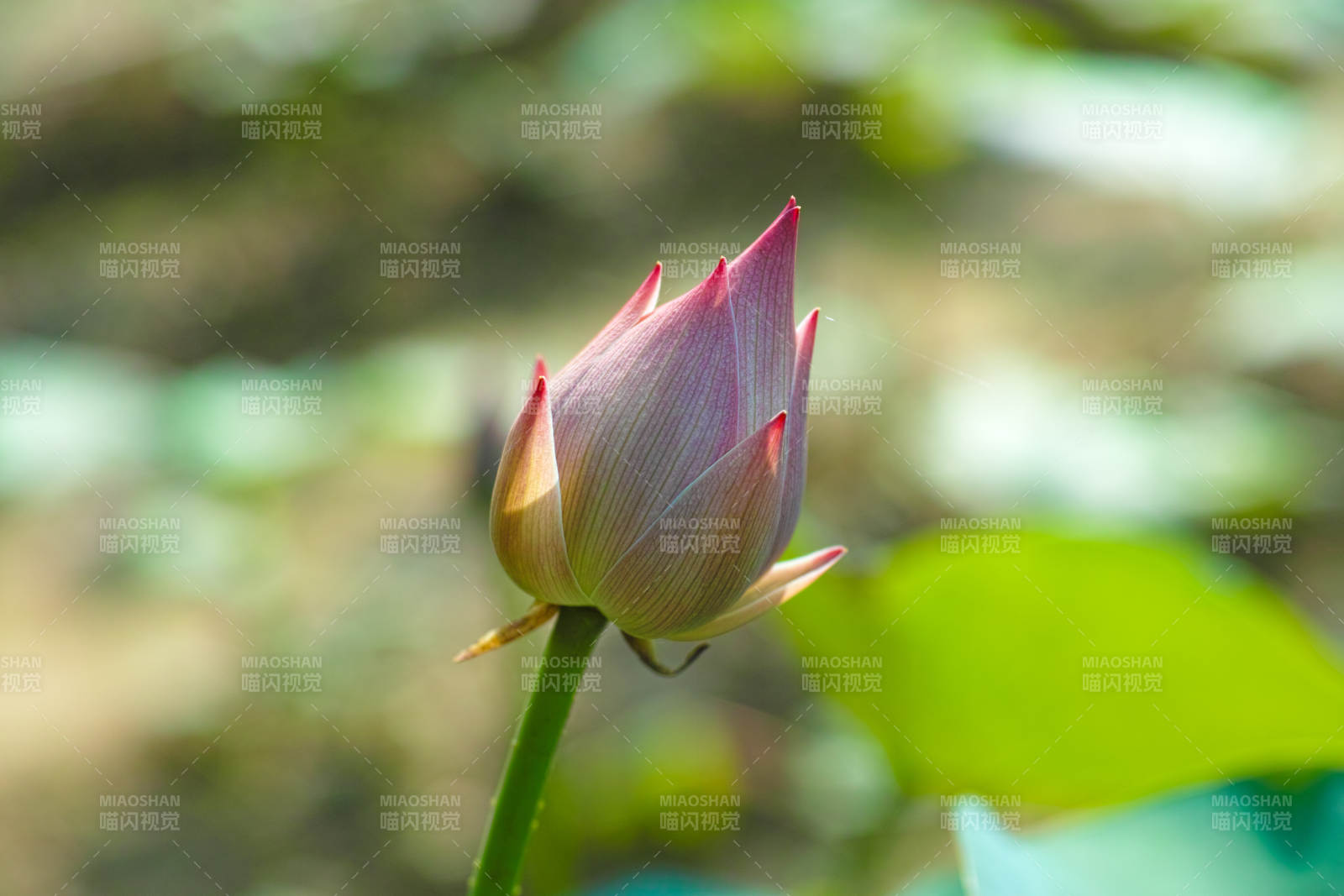 含苞待放的莲花图片