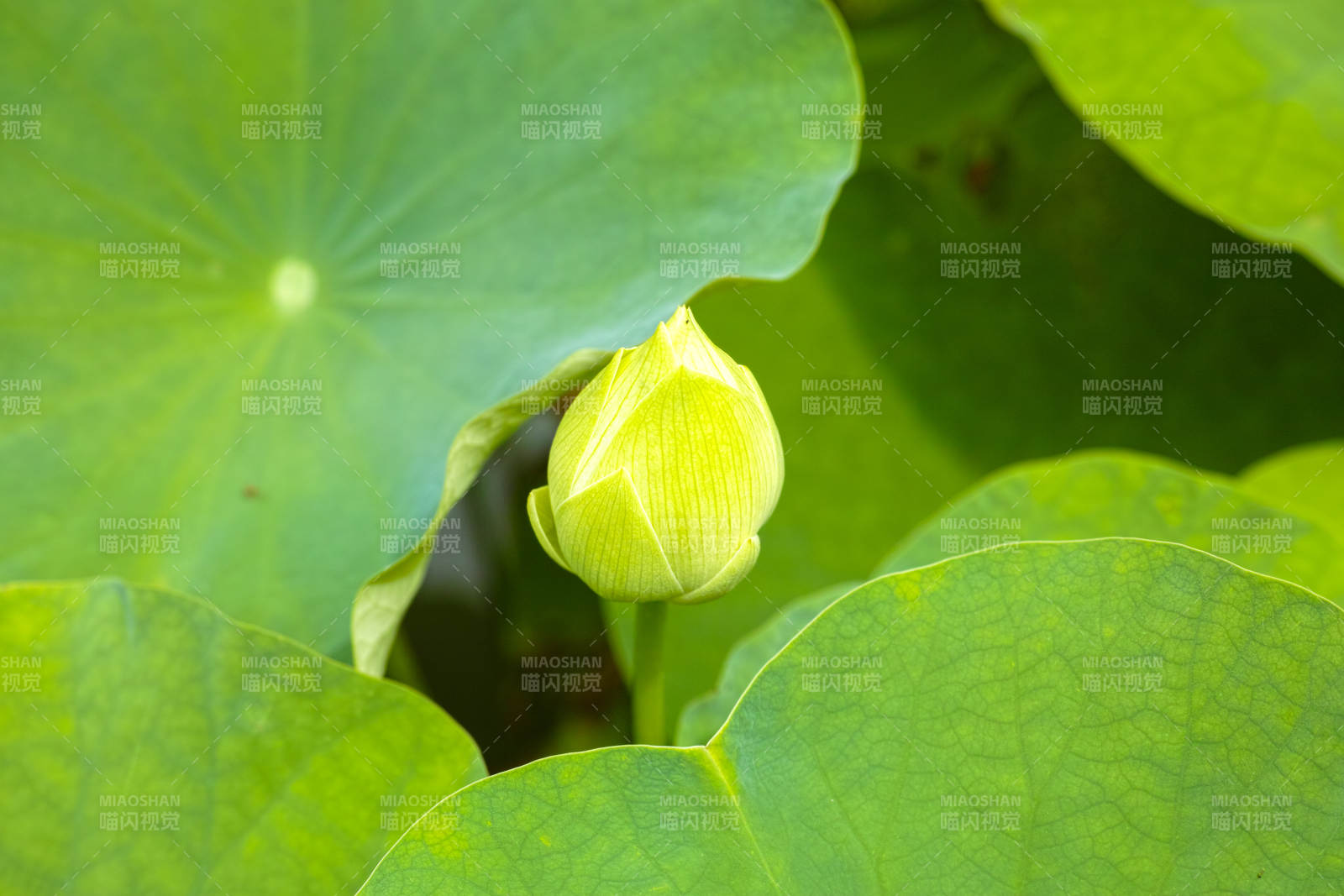 荷叶间含苞待放的莲花图片