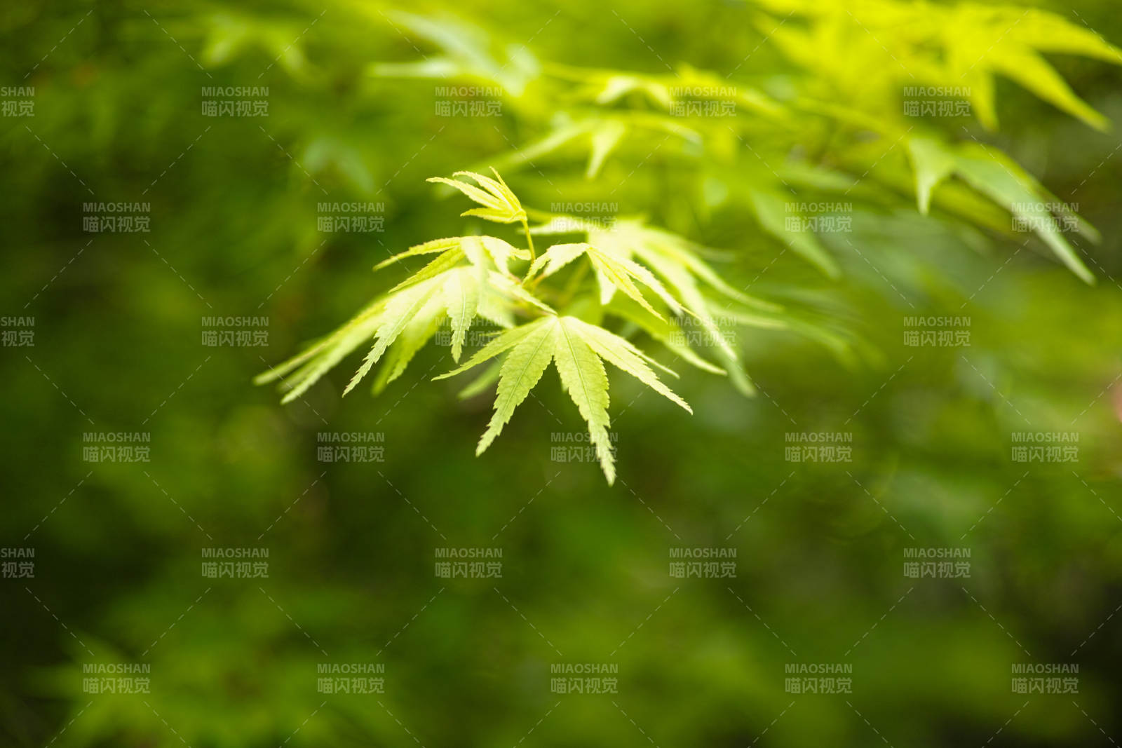 绿叶轻舞 生机盎然图片