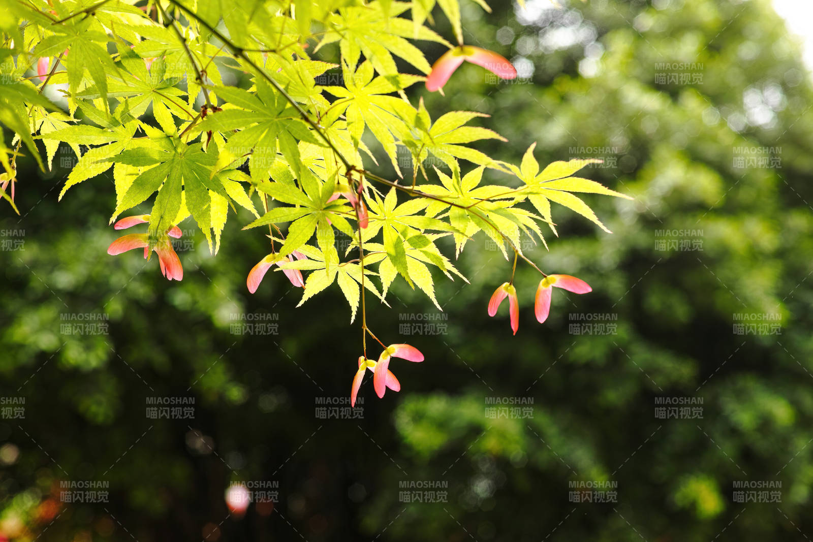 绿叶红果映秋光图片