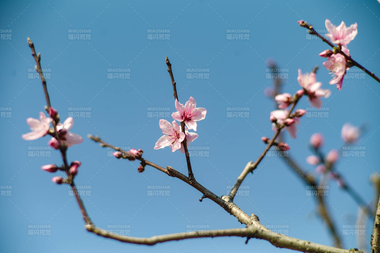 春日枝头粉花绽放图片