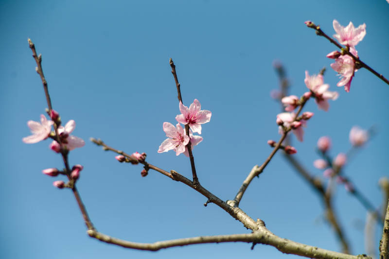 春日枝头粉花绽放图片
