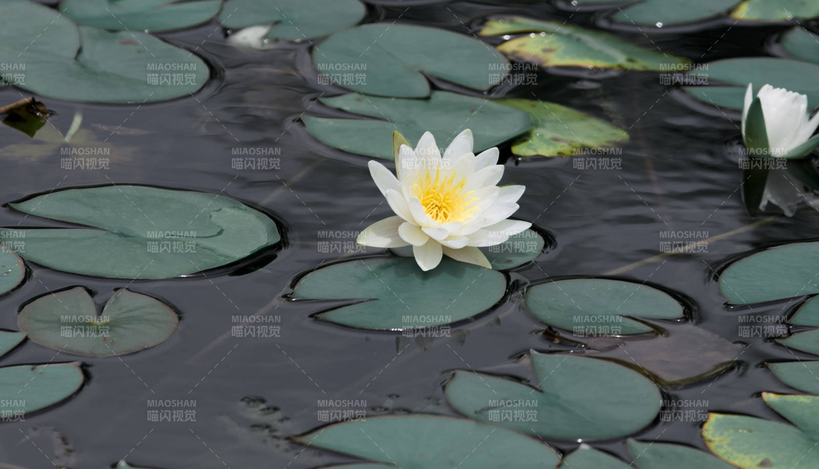 池塘中的睡莲盛开图片