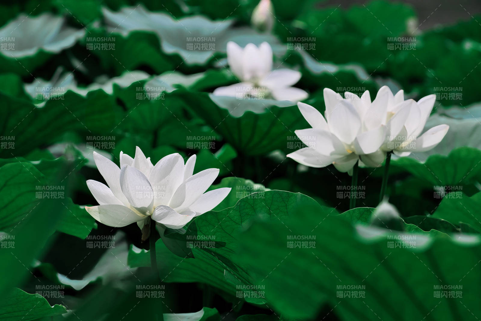 白莲绽放 绿叶相衬图片