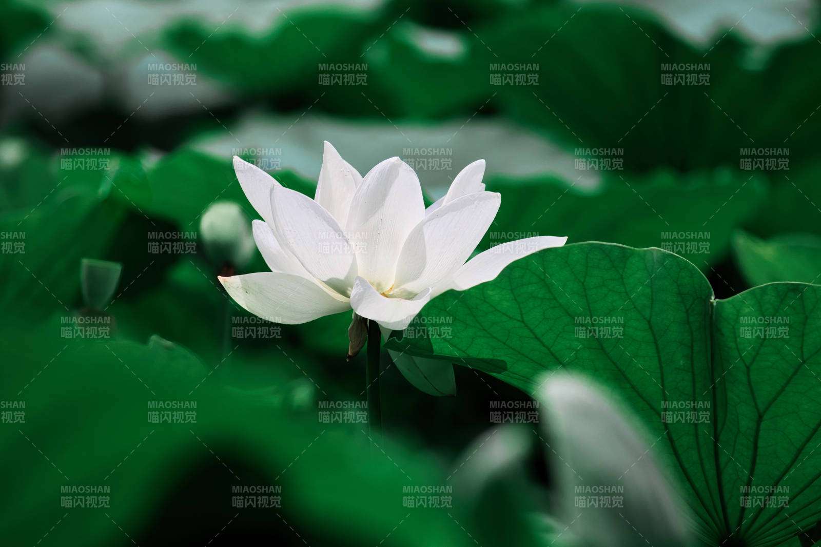 白莲静绽绿叶间图片