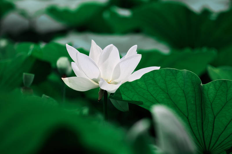 白莲静绽绿叶间图片