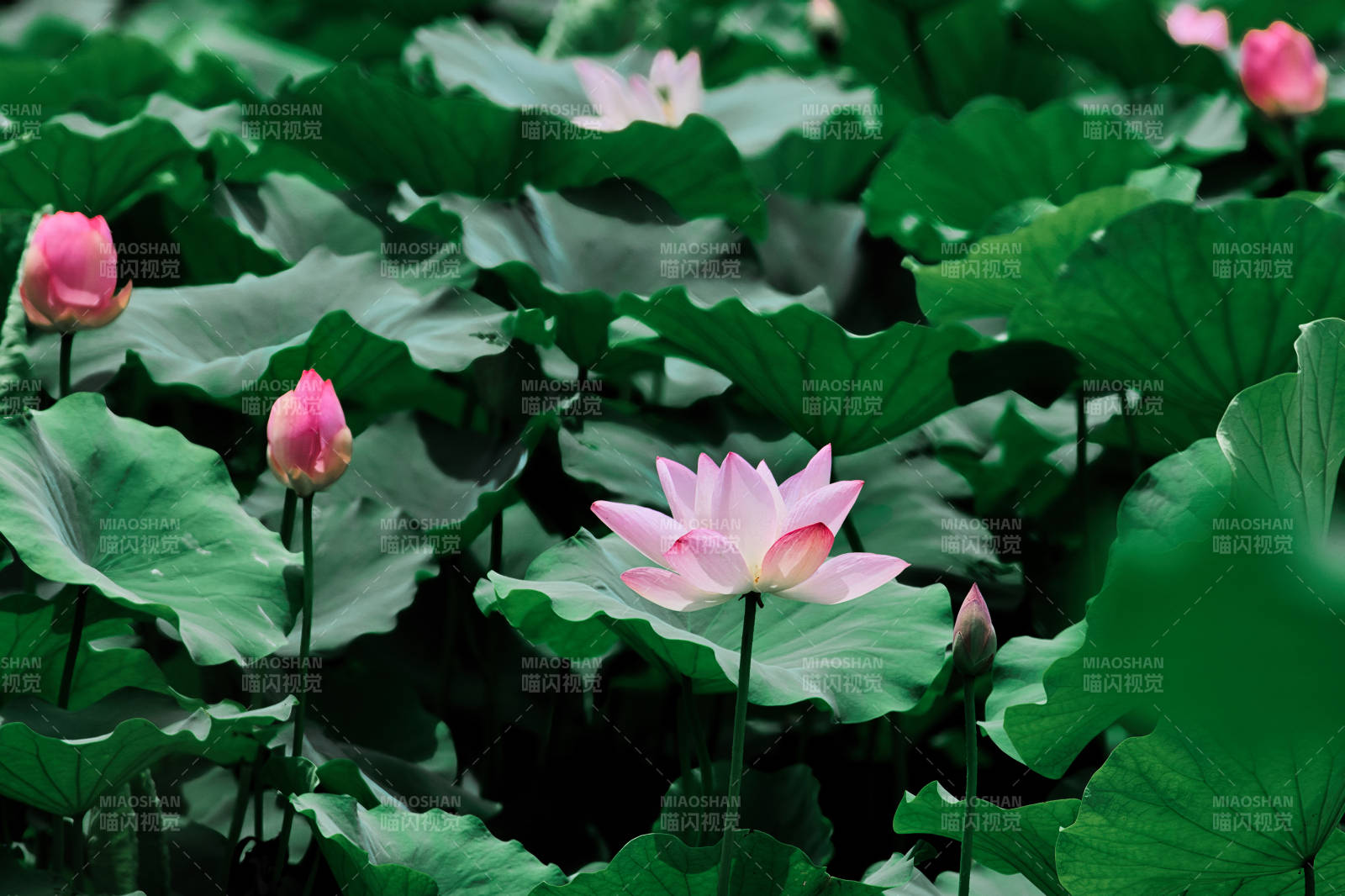 荷塘月色 粉莲绽放图片