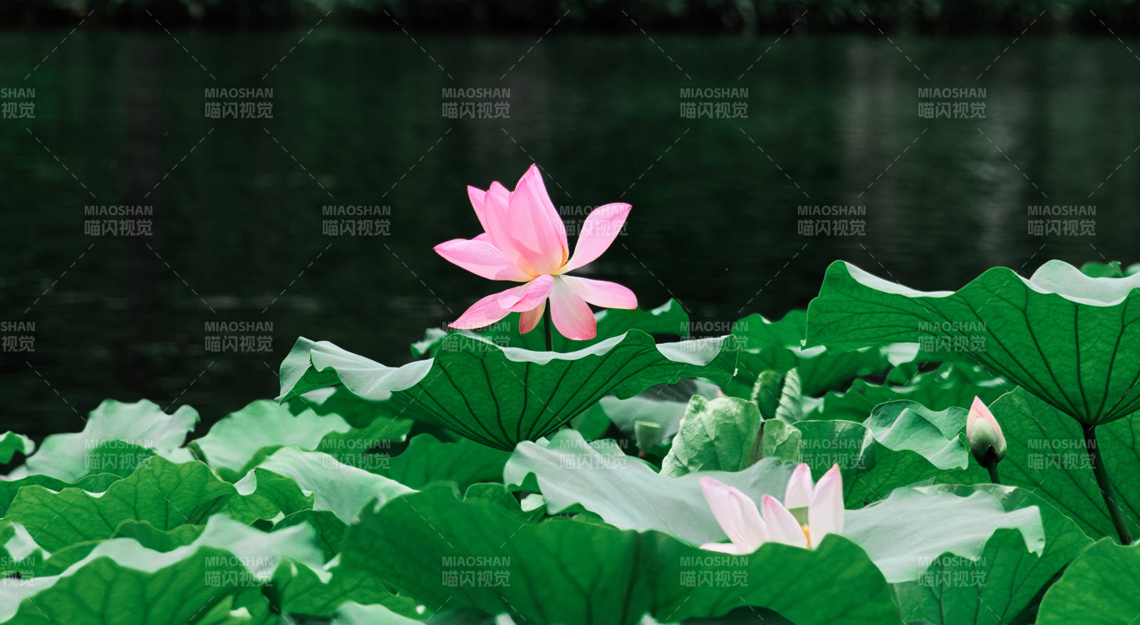 池塘中的莲花盛开图片