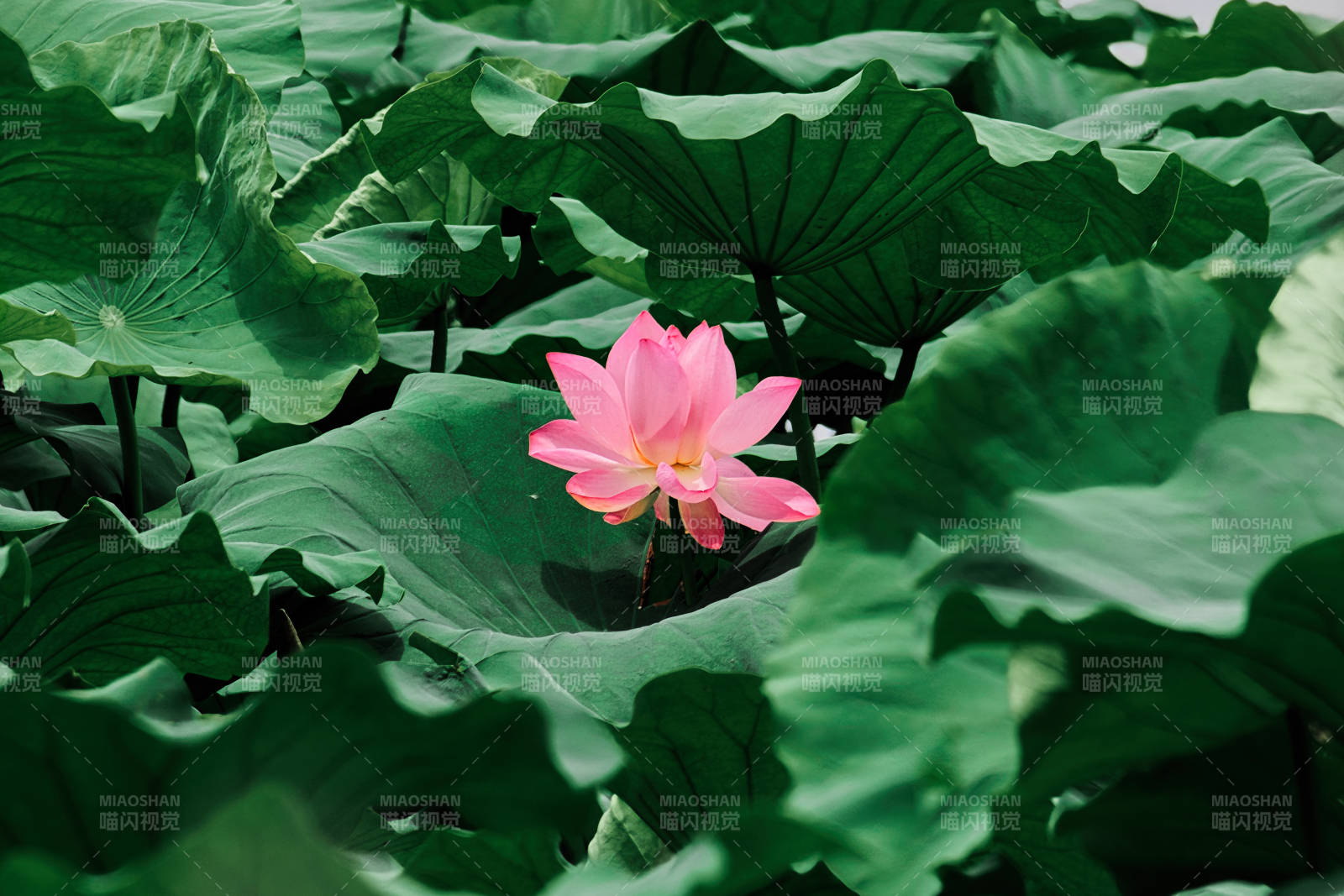 荷叶丛中一朵粉莲图片