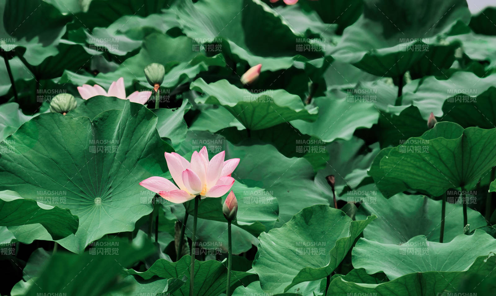 荷塘静谧 粉莲绽放图片