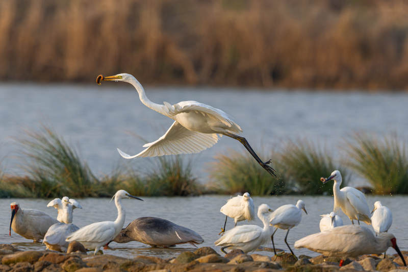 白鹭群飞 水边觅食图片