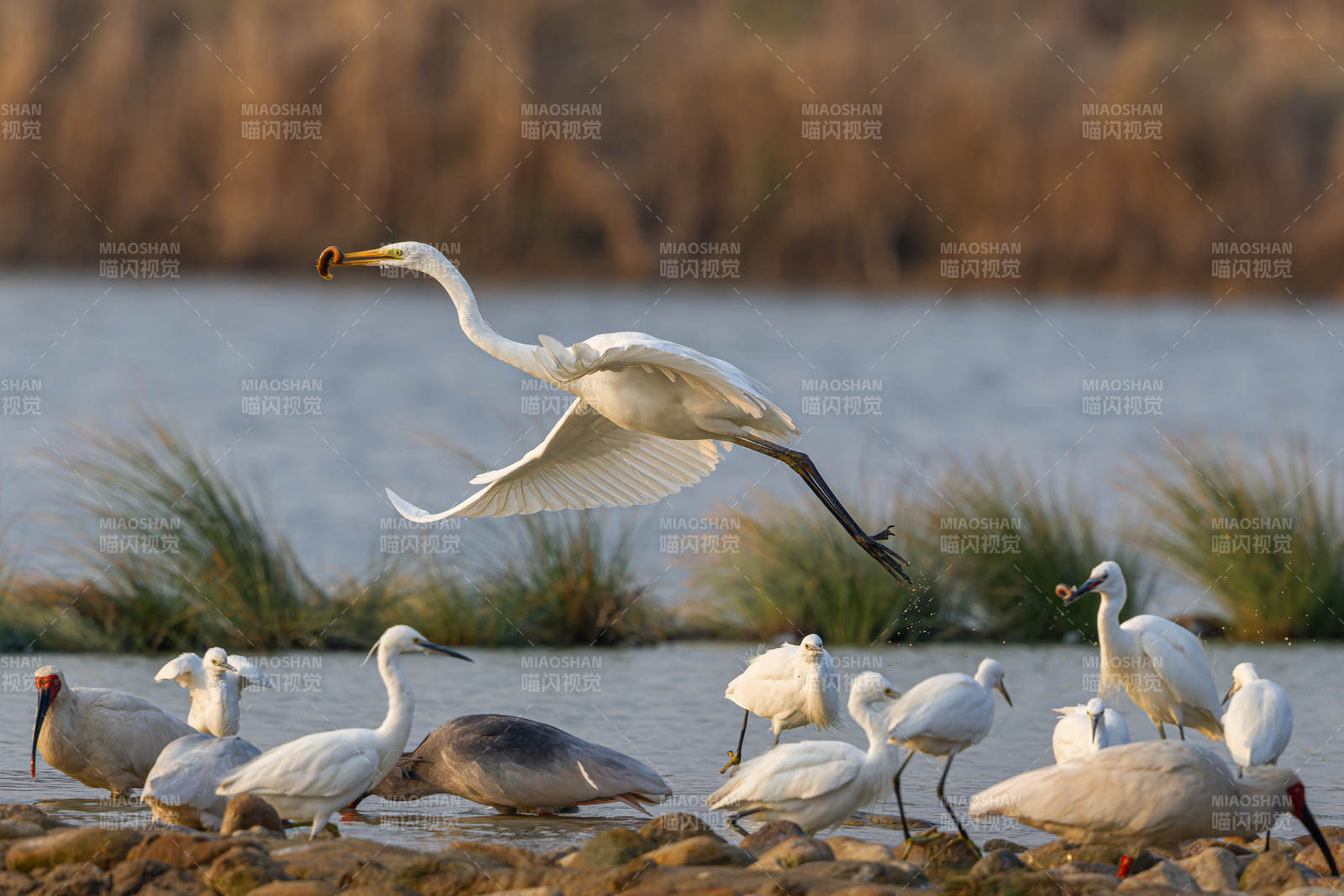 白鹭群飞 水边觅食图片