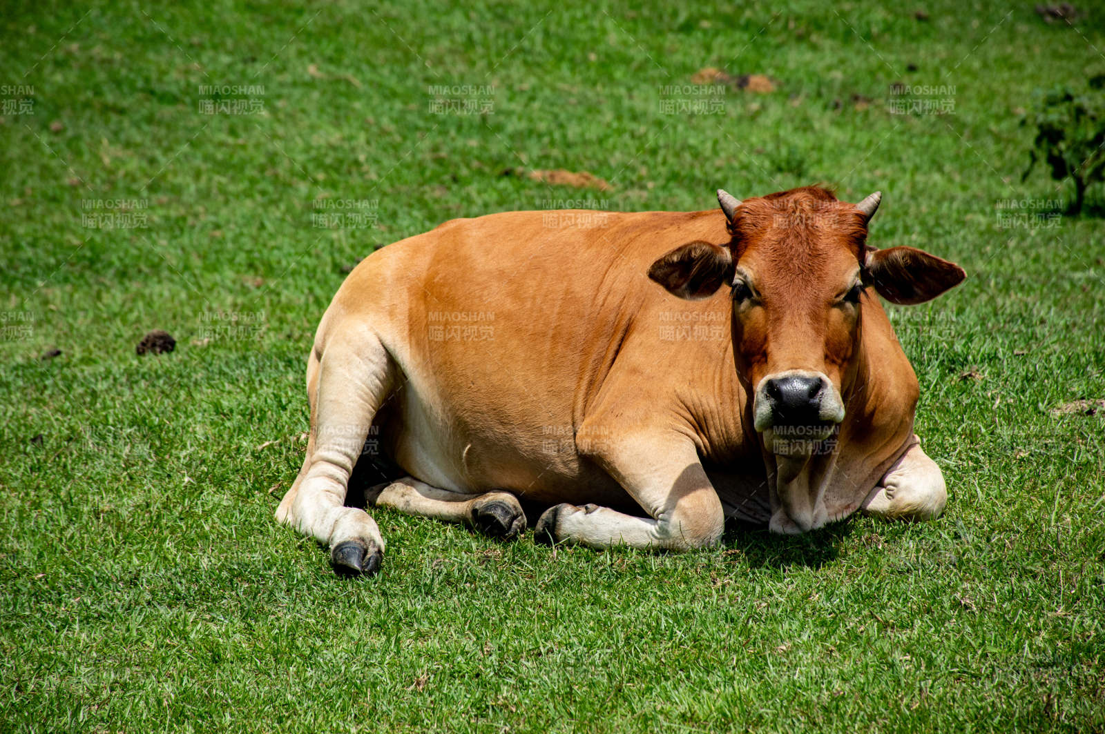 悠闲的牛在草地上休息图片