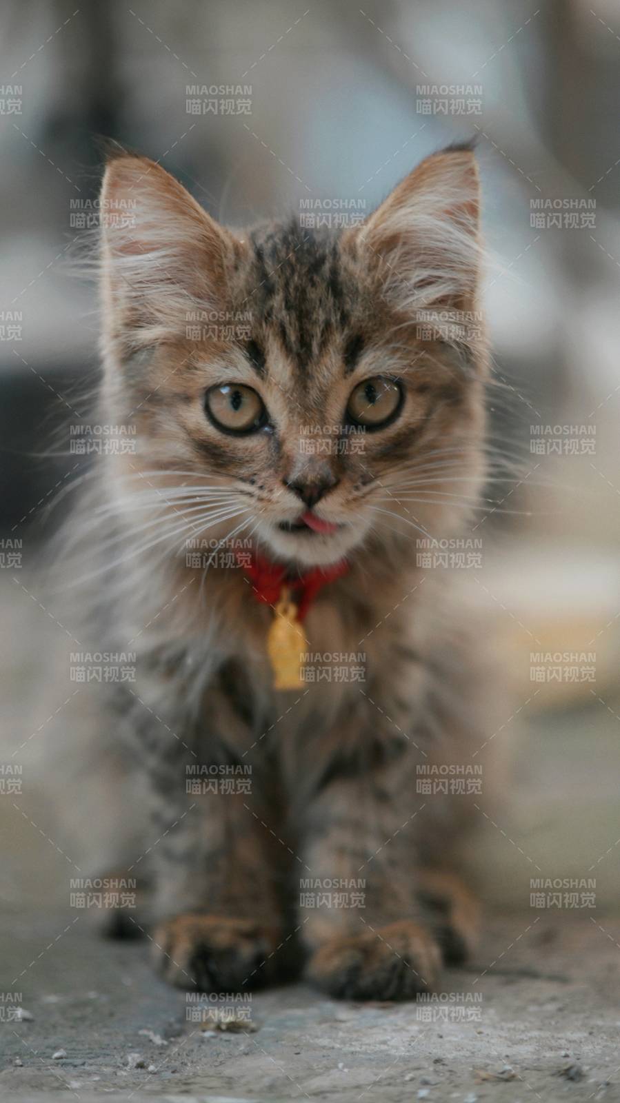 可爱的小猫戴项圈图片