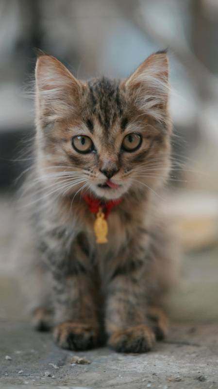 可爱的小猫戴项圈图片