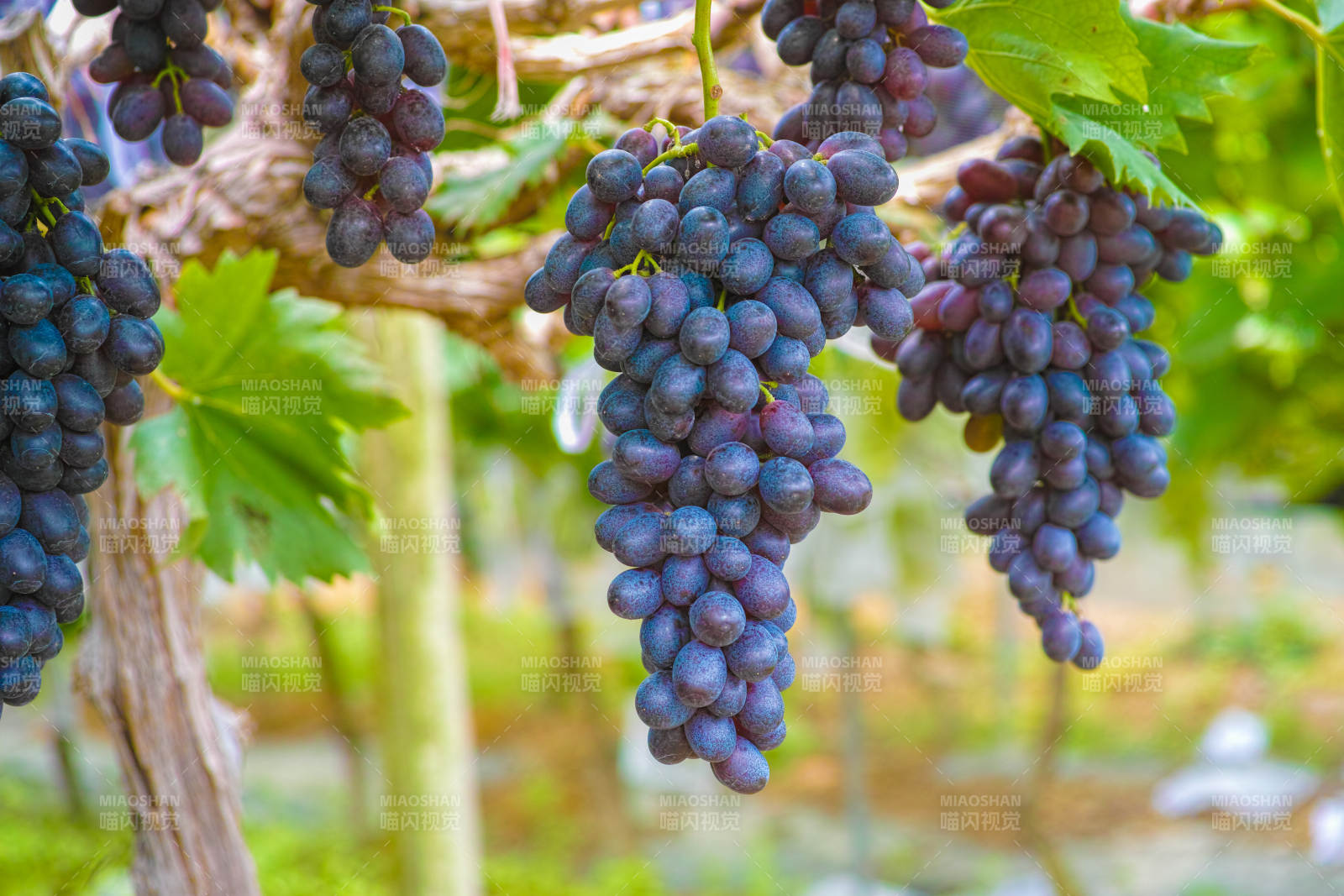 葡萄园里的紫葡萄图片