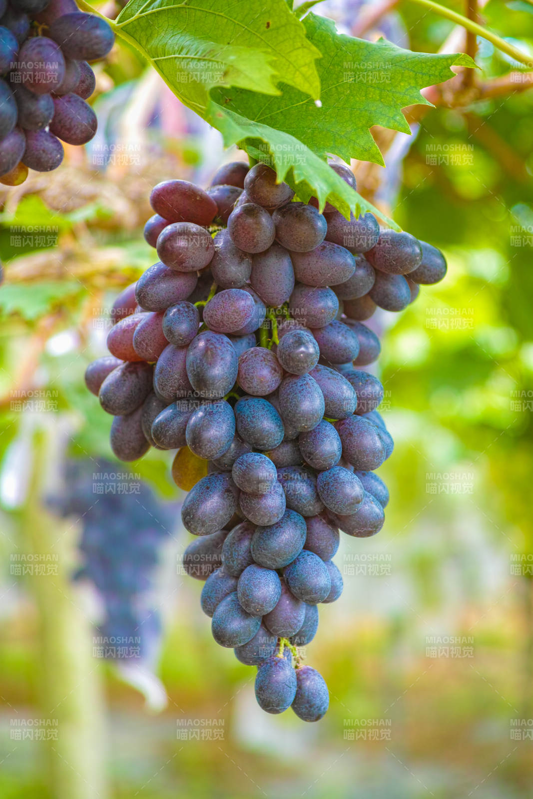 葡萄园里的紫葡萄图片