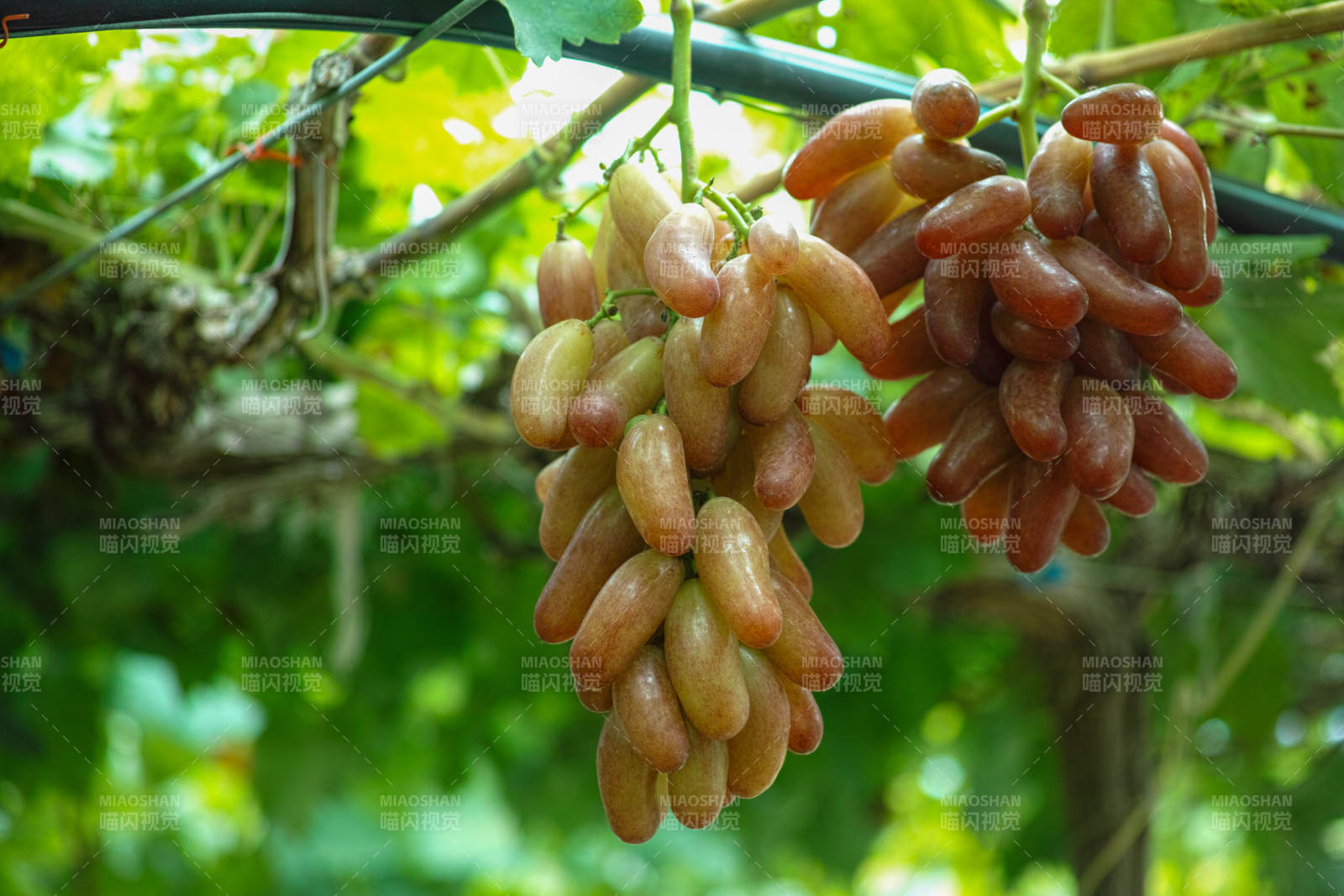 葡萄园里的成熟果实图片