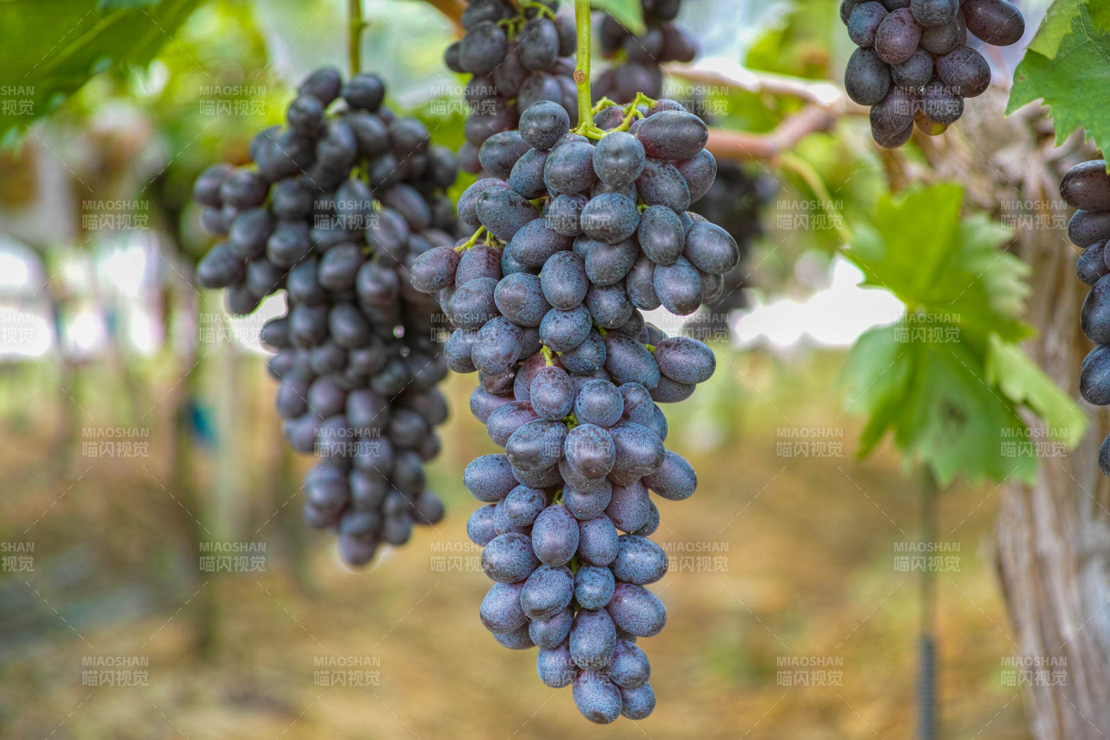 葡萄园里的紫葡萄串图片