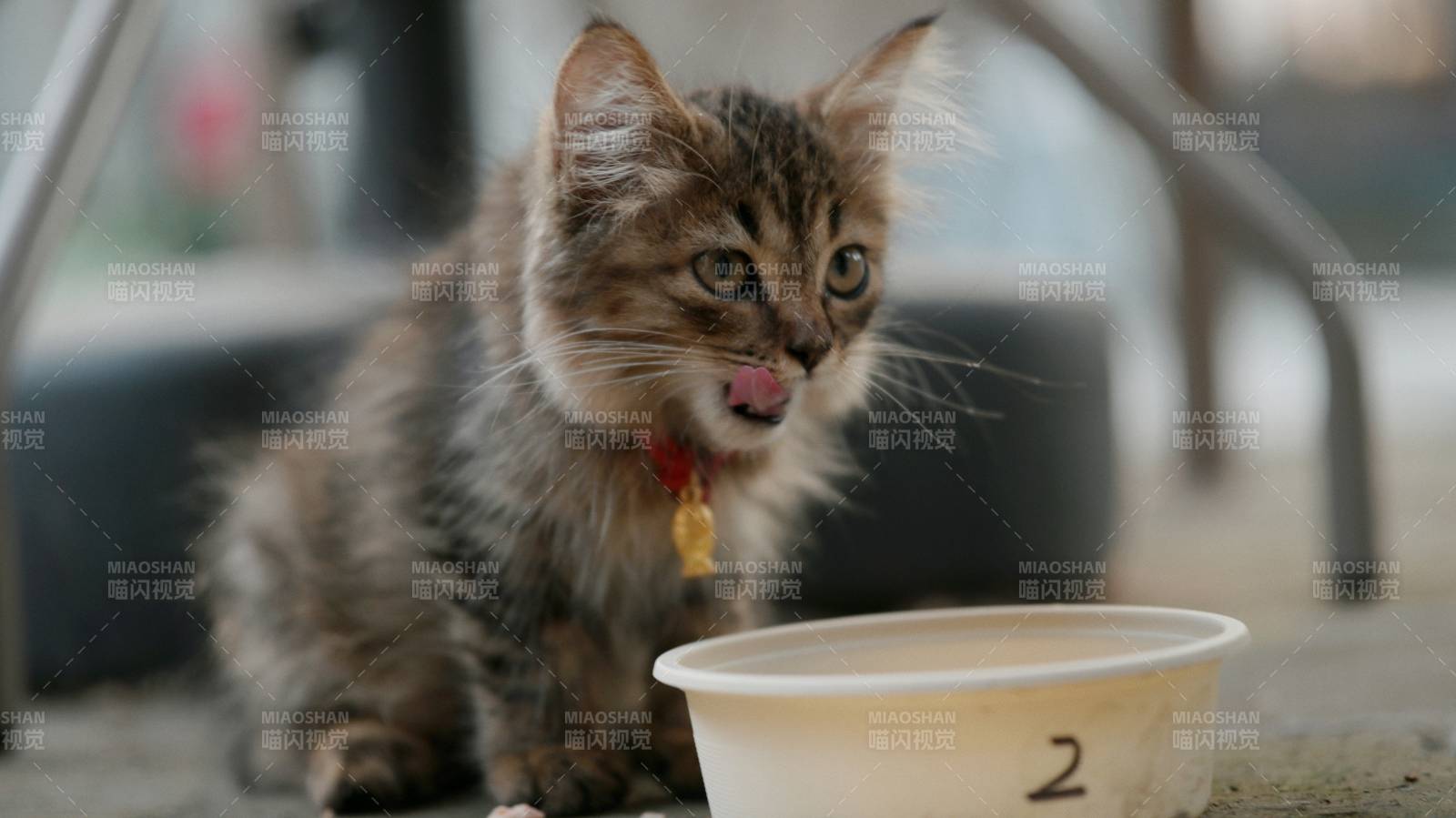 小猫喝水 萌态十足图片