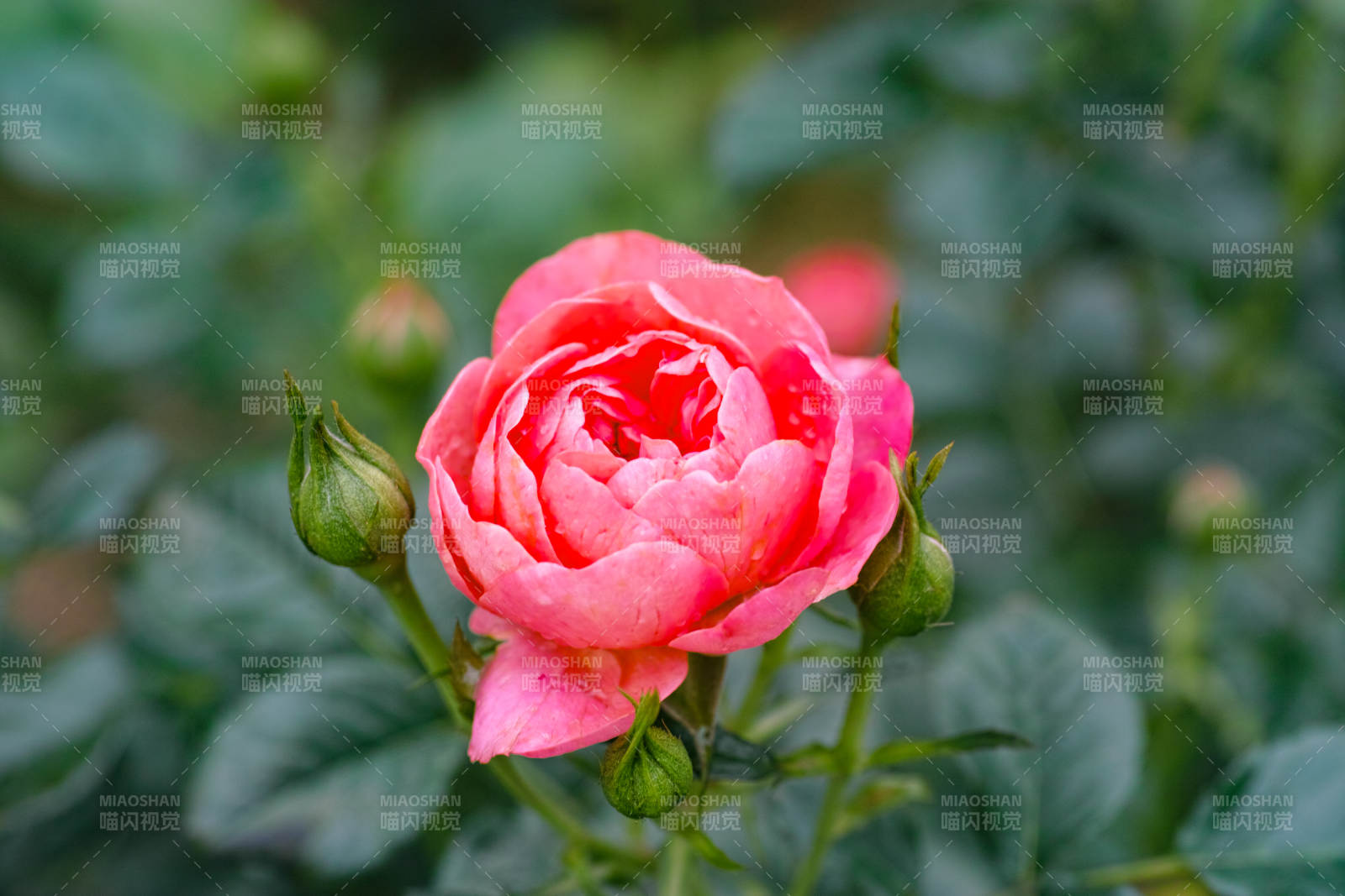 粉红玫瑰绽放美丽瞬间图片