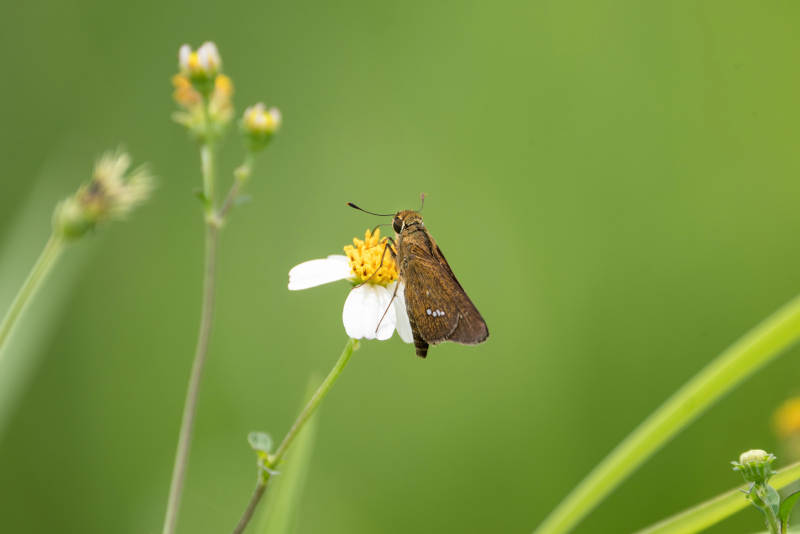 蝴蝶停驻花朵上图片