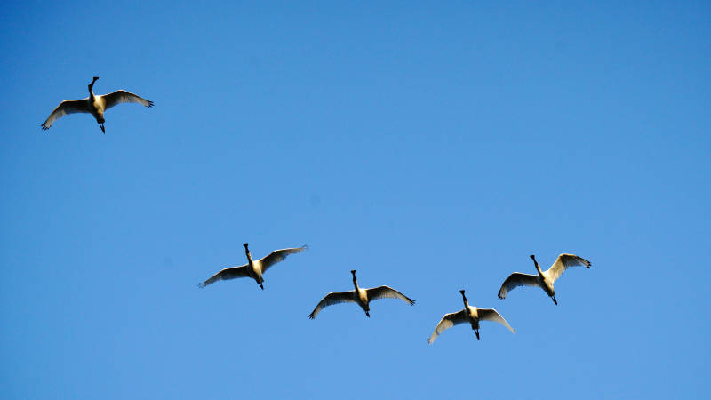 天鹅飞翔蓝天中图片