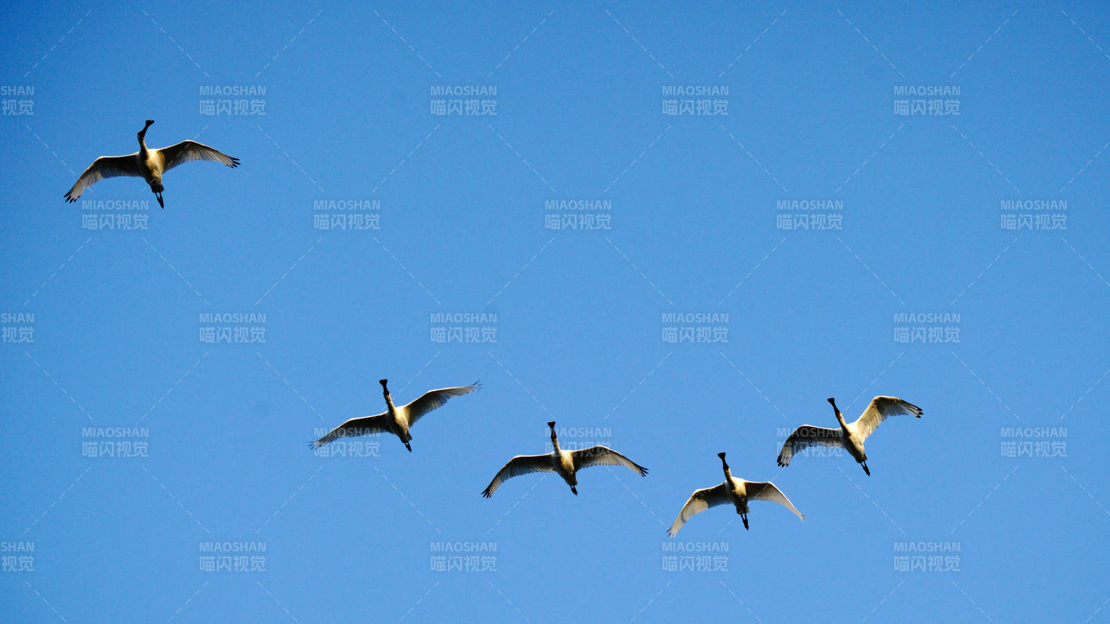 天鹅飞翔蓝天中图片