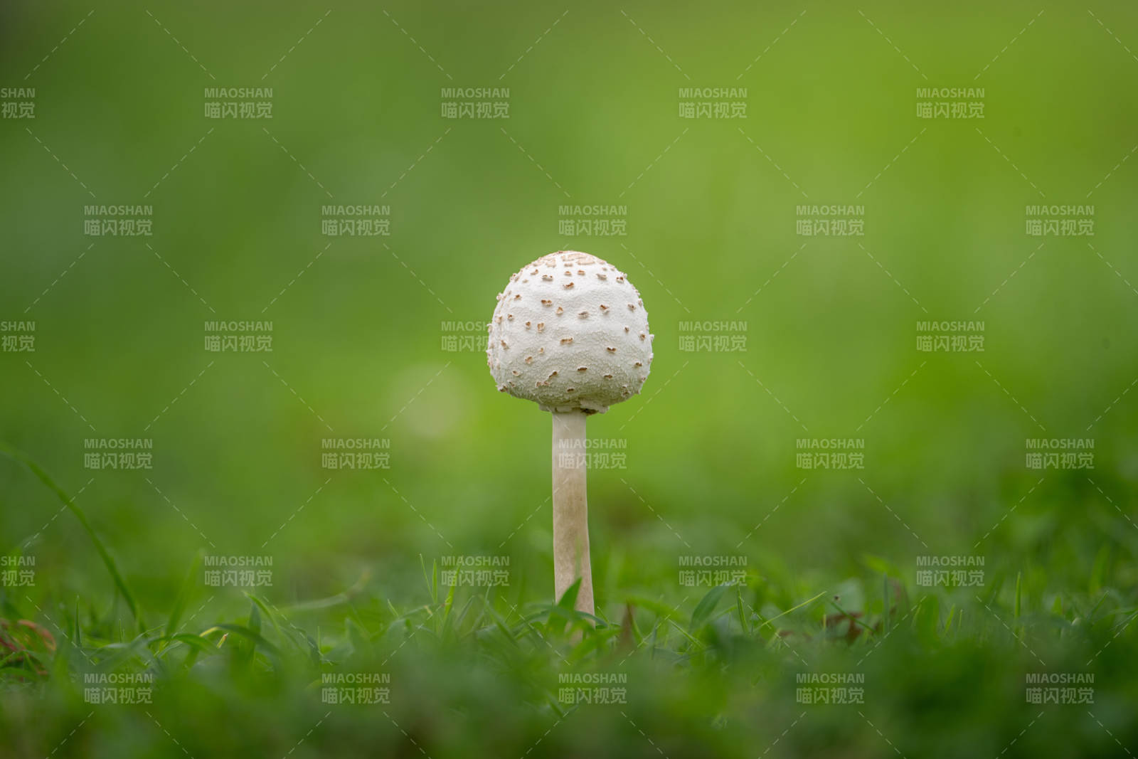 草地上的小蘑菇图片