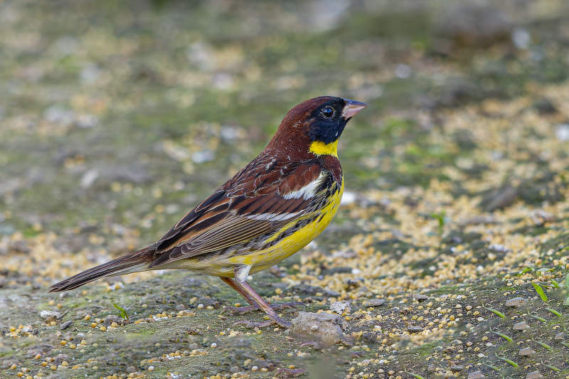禾花雀在地面上觅食图片