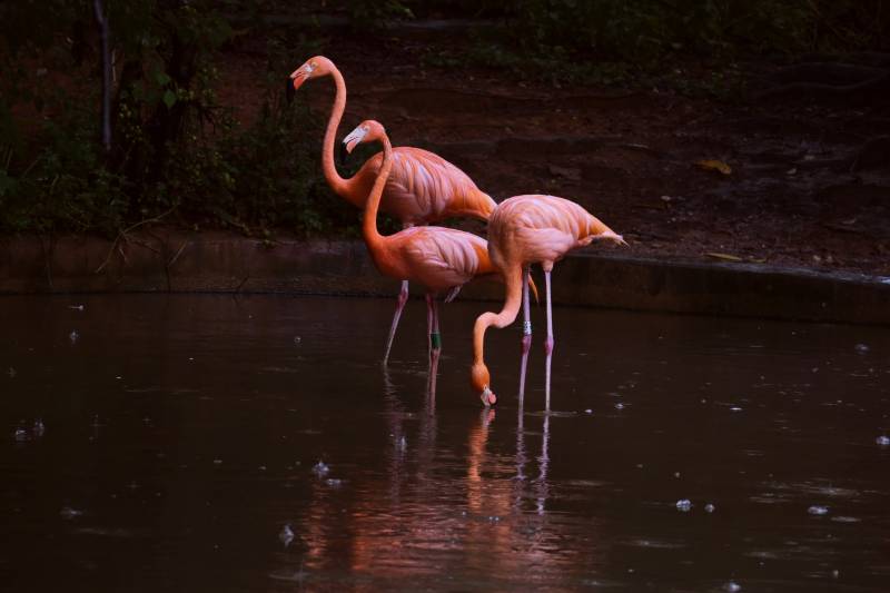 粉色火烈鸟水中觅食图片