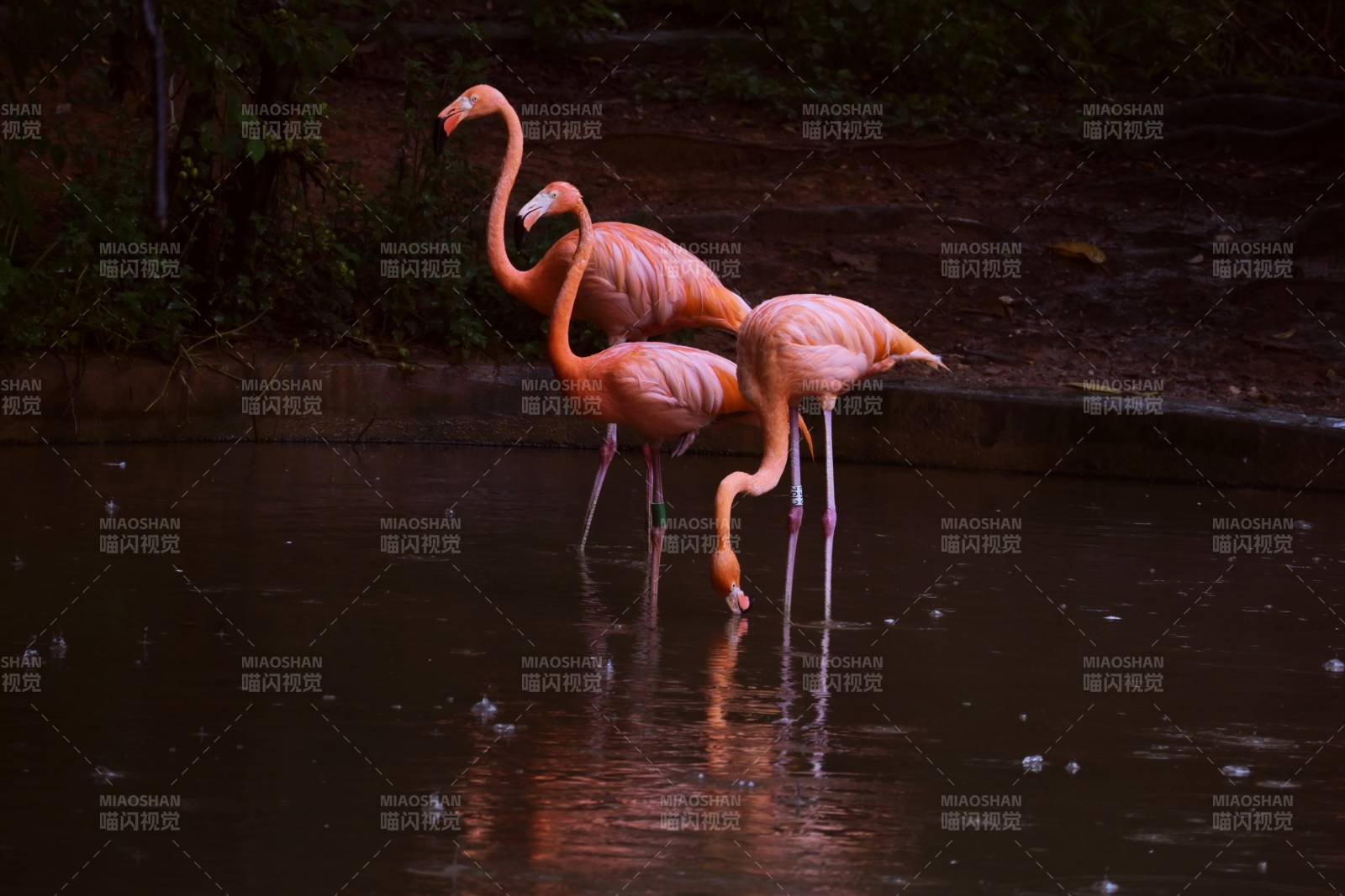 粉色火烈鸟水中觅食图片