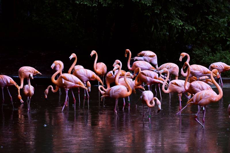 粉红火烈鸟群聚水边图片