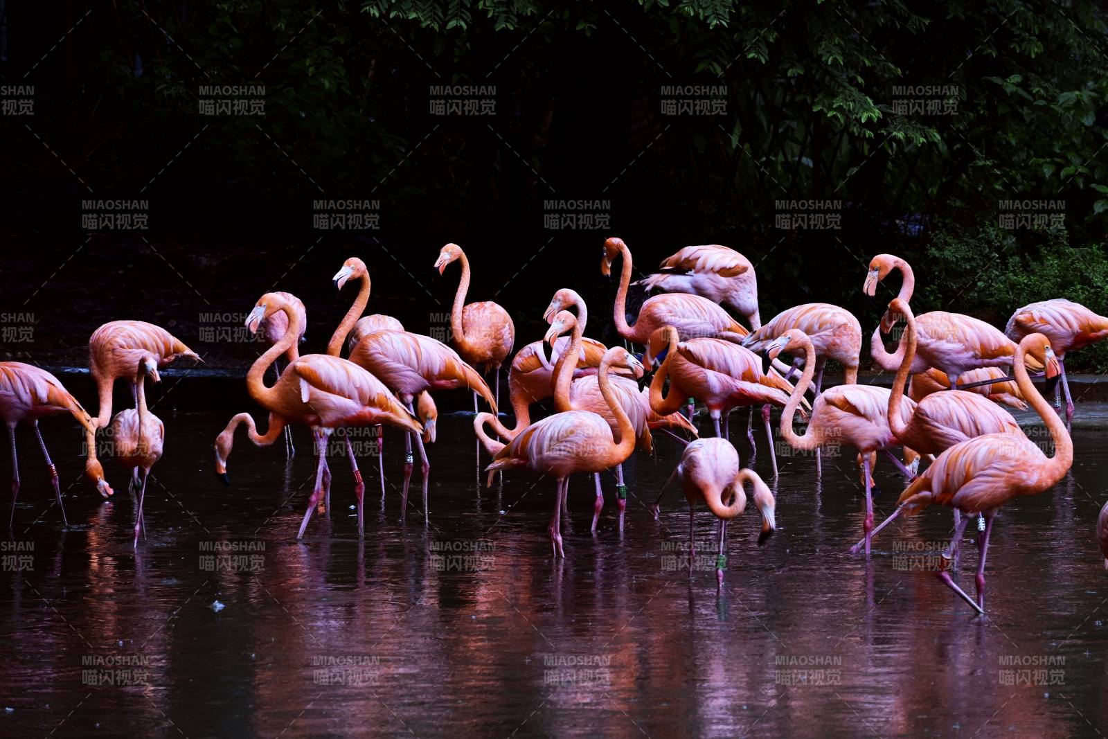 粉红火烈鸟群聚水边图片