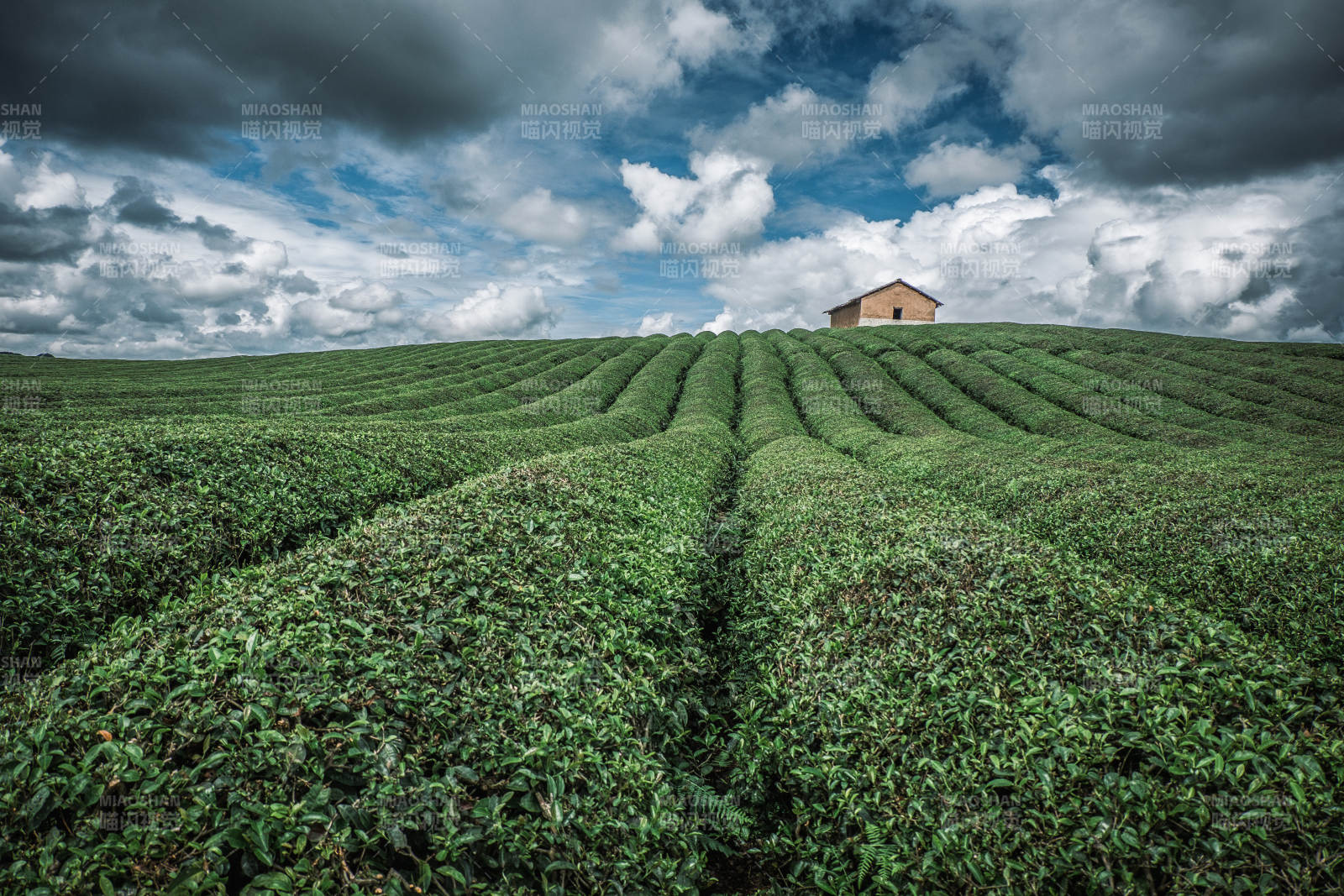 贵州安顺十二茅坡茶园图片