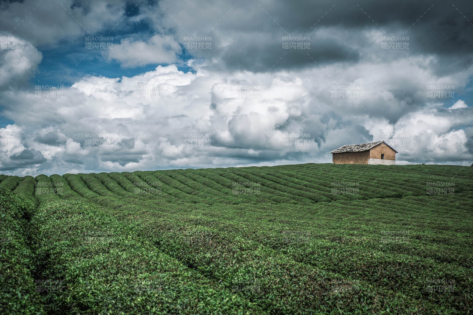 贵州安顺十二茅坡茶园图片