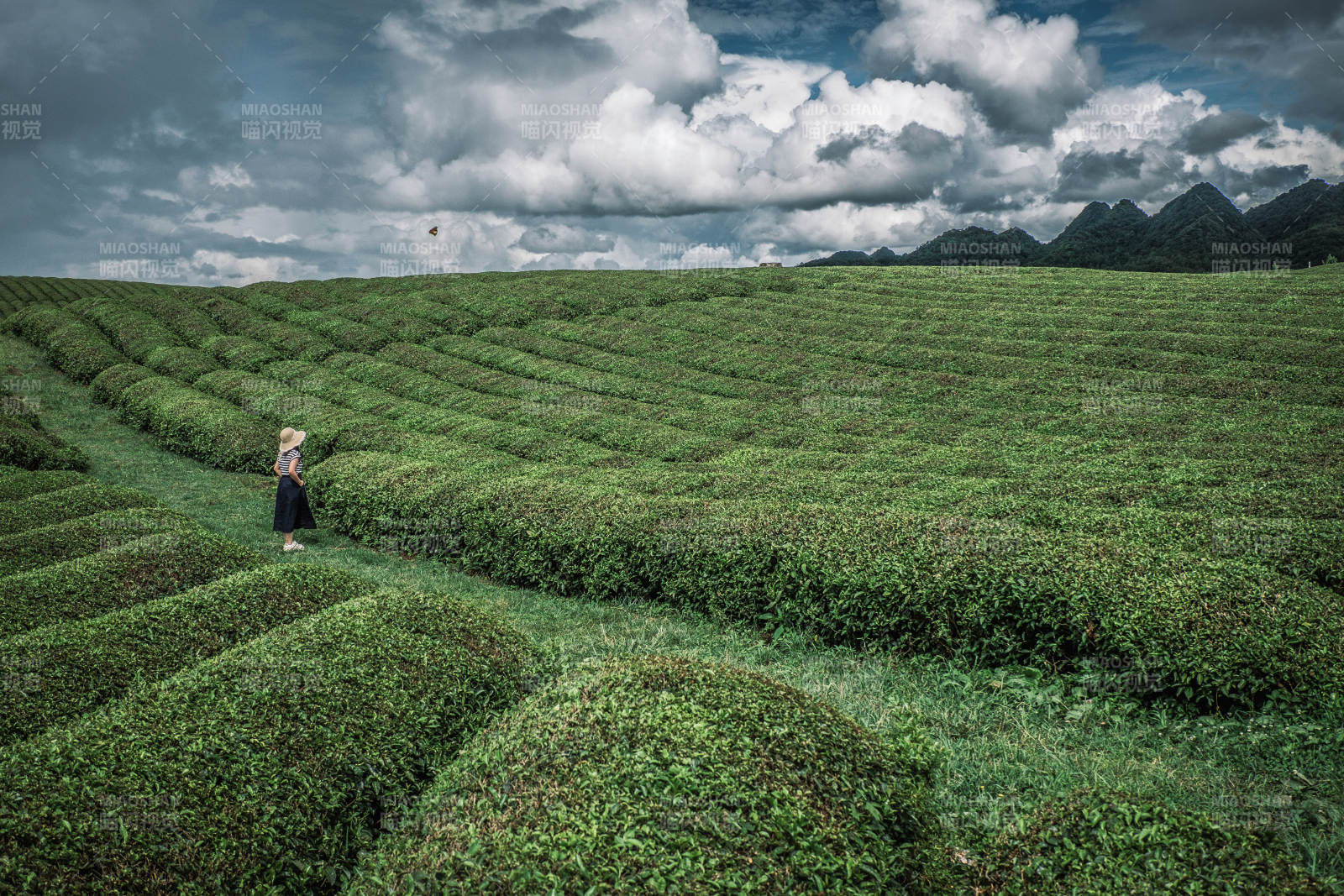 贵州安顺十二茅坡茶园图片