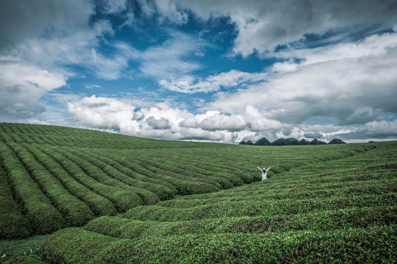 贵州安顺十二茅坡茶园图片