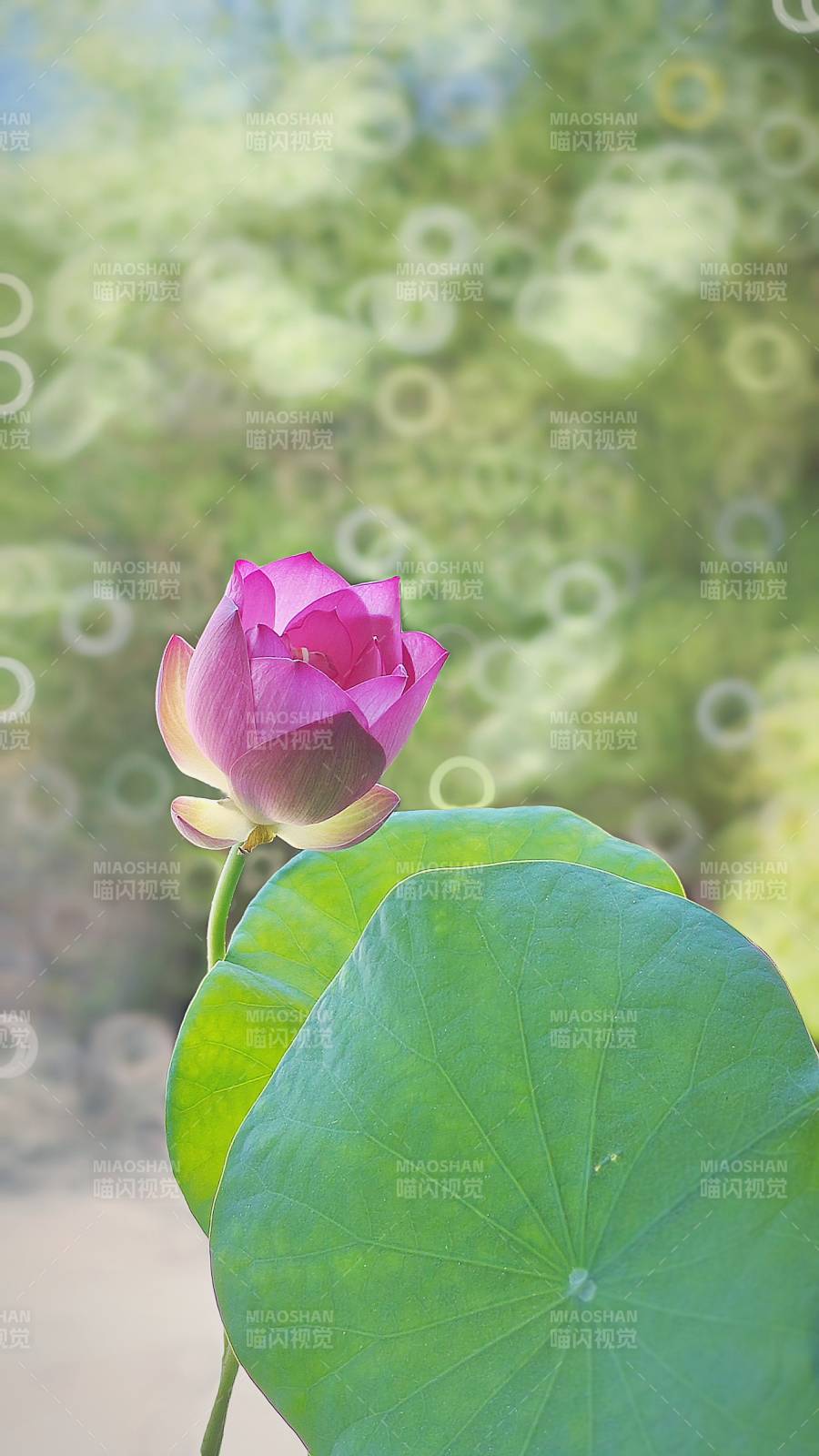 荷花初绽 绿叶相伴图片